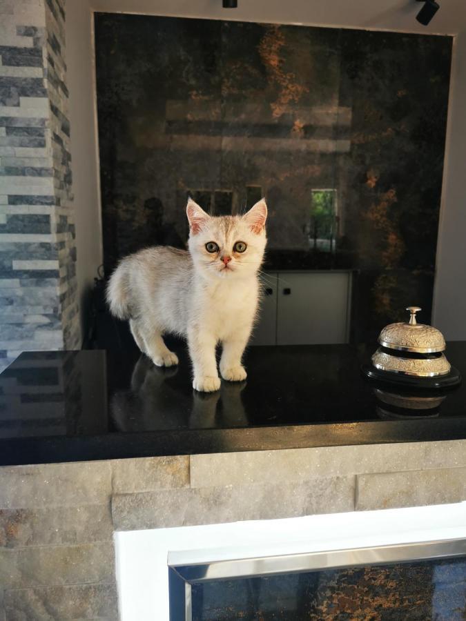 Doftana Apartaments Teşila Екстериор снимка